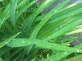 deszczyk w zieleni